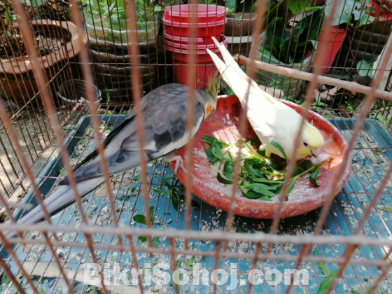 কোকাটেল পাখি